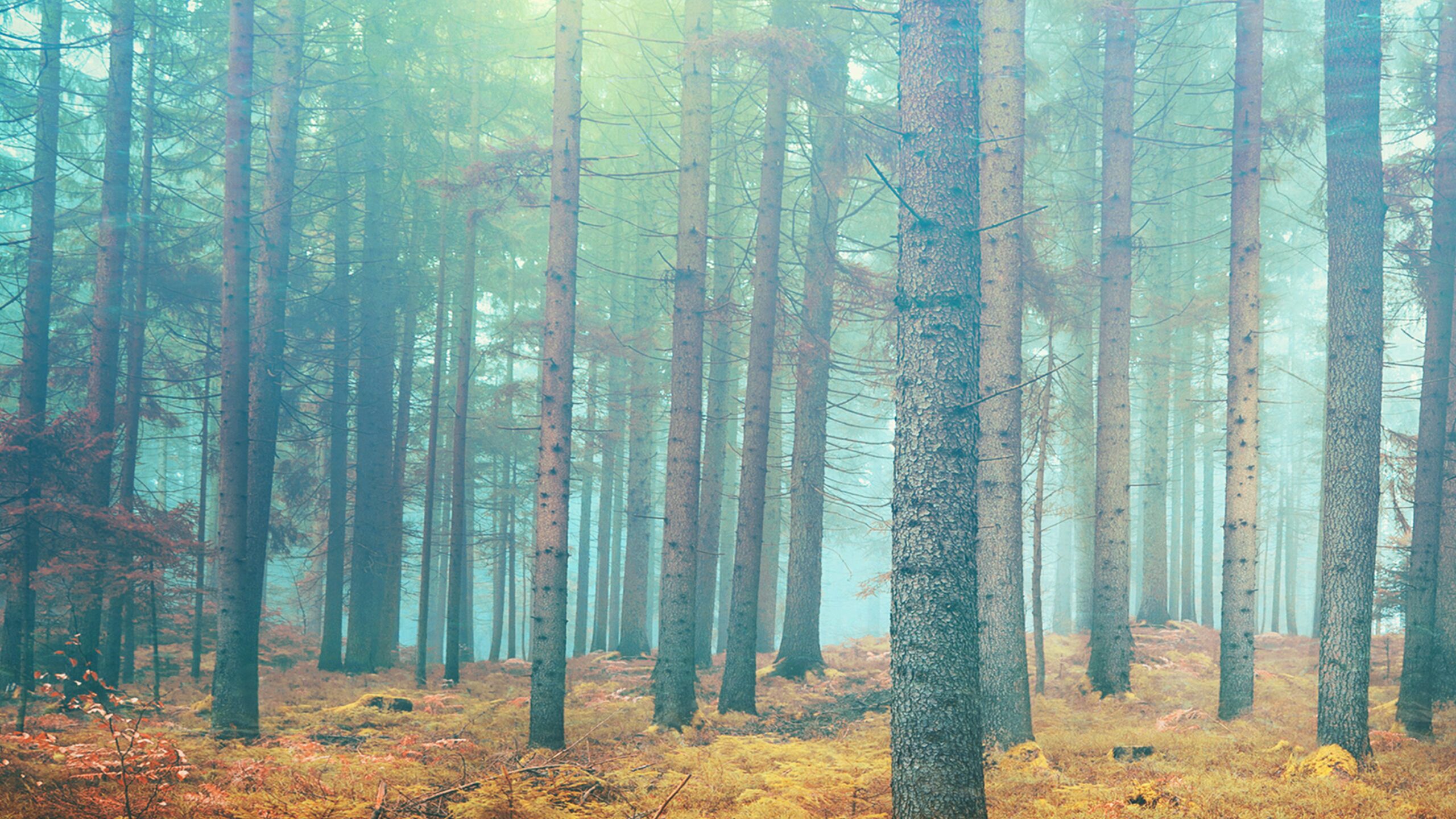 Forest Simple High Resolution Wallpaper HD Wallpapers Backgrounds Images